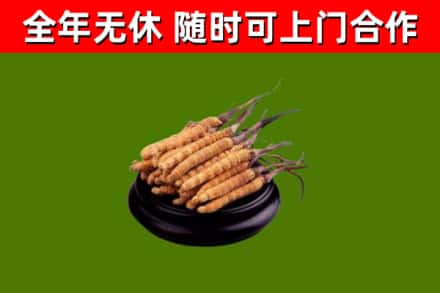 延寿回收冬虫夏草